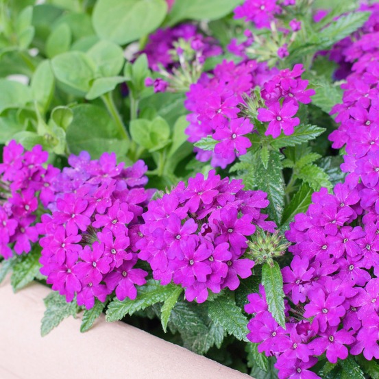 Verveine retombante violette - le pot / ø 10,5cm