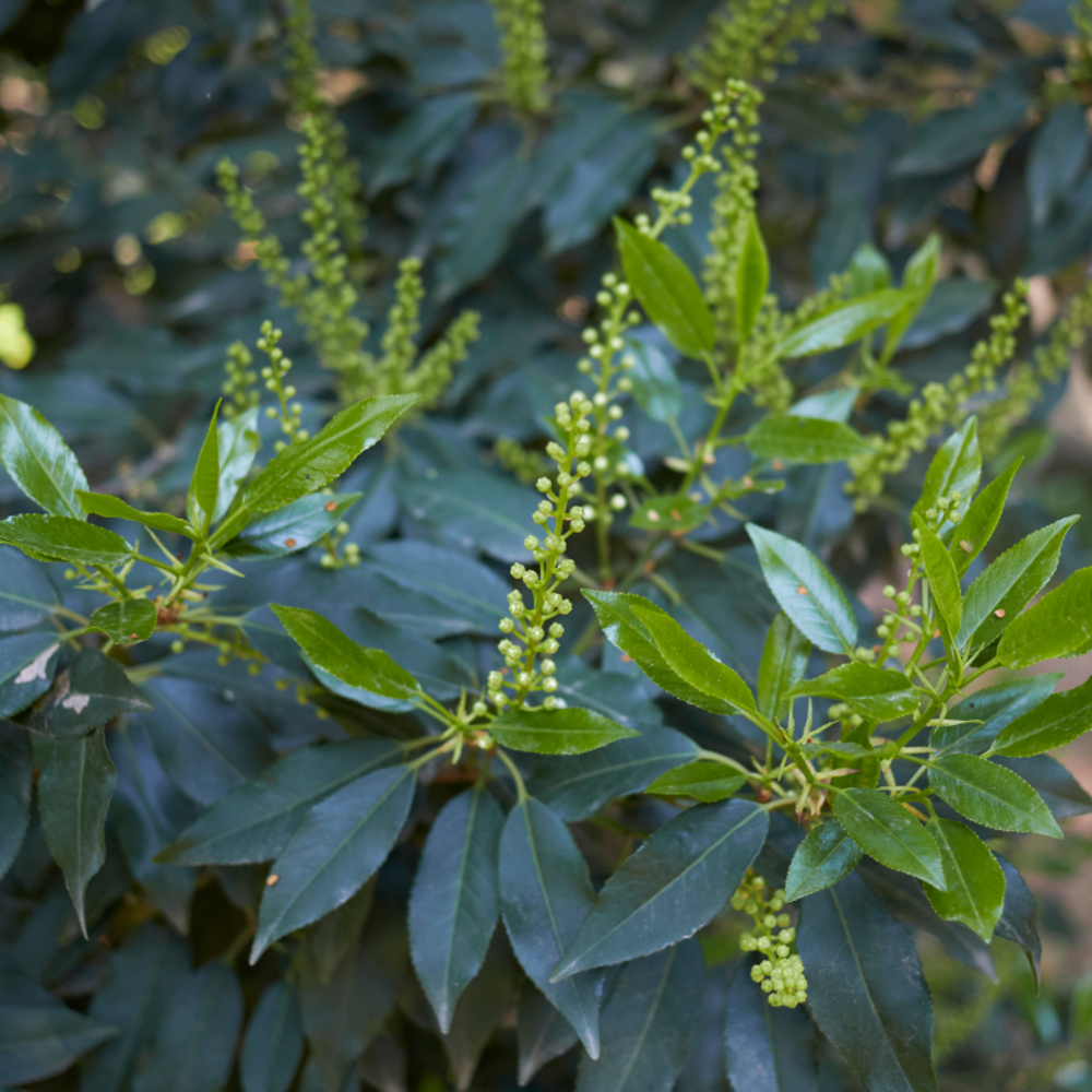 Laurier du portugal - prunus lusitanica 80cm en pot