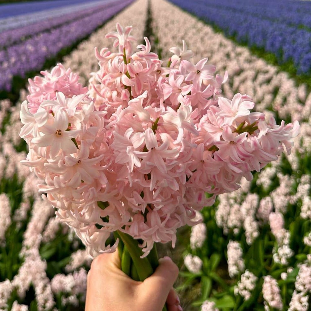 Hyacinthe 'china pink' - 10 bulbes