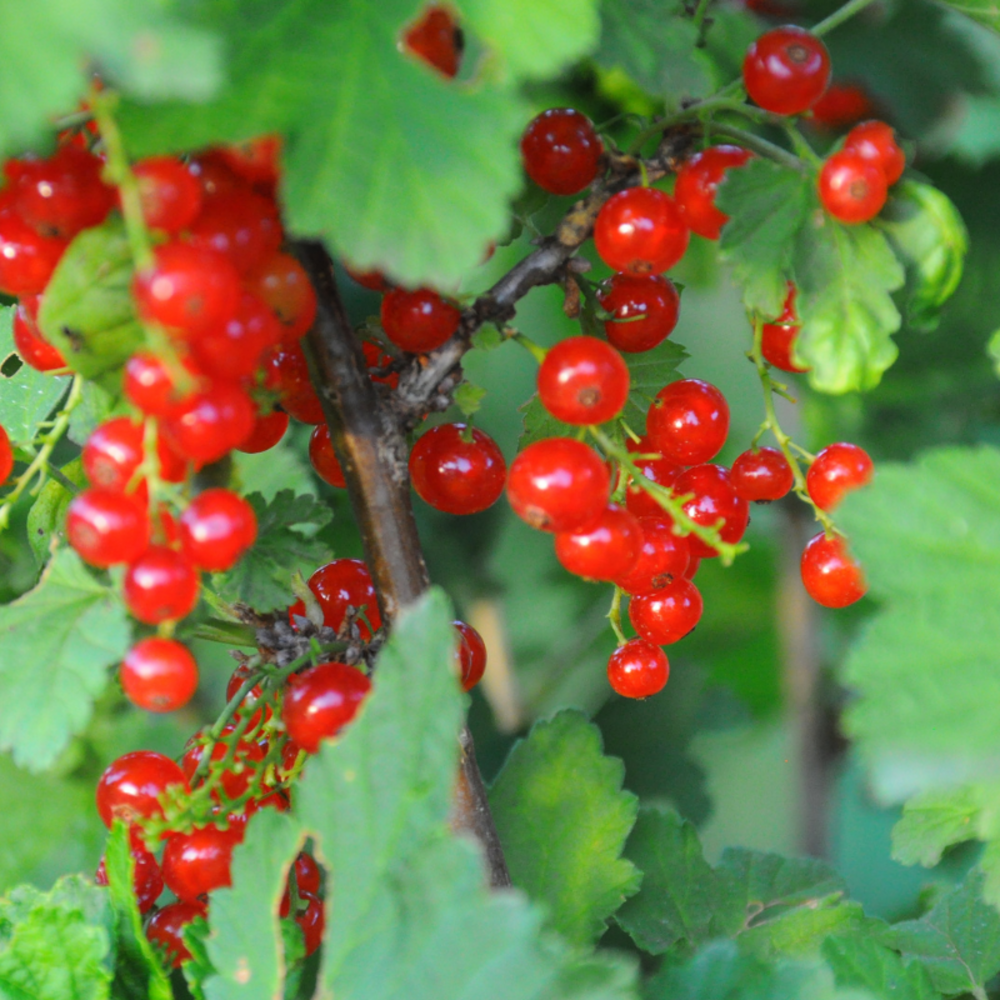 Groseillier rouge - ribes rubrum 50/60cm
