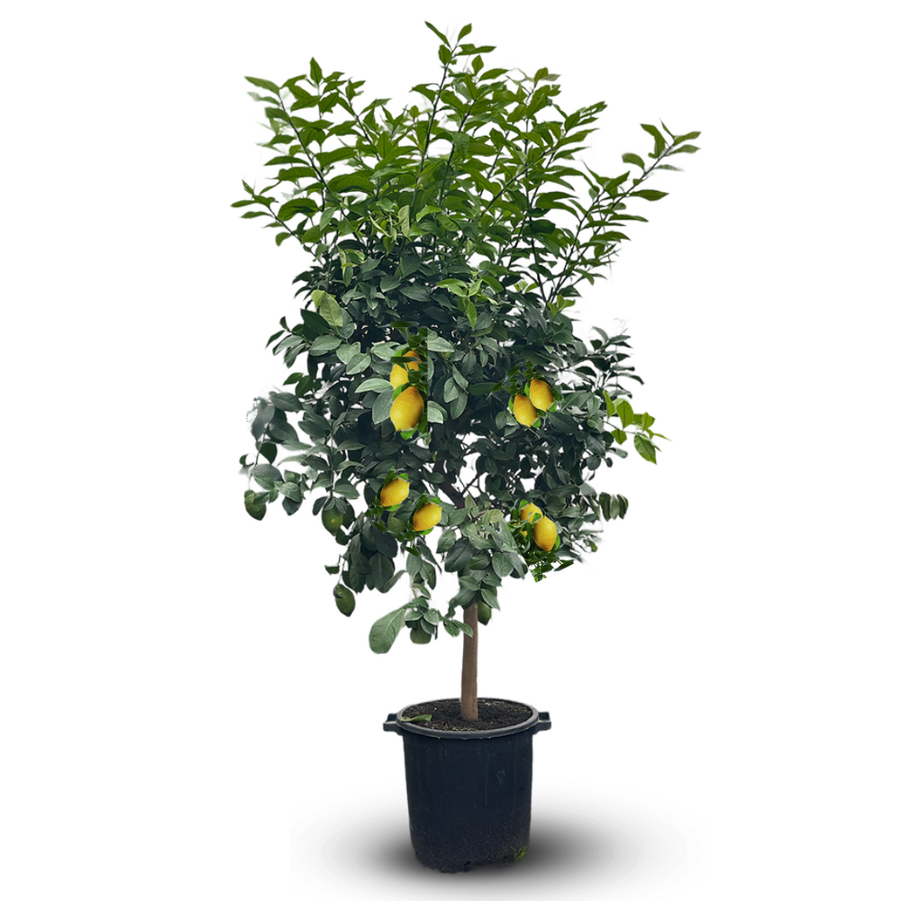 Citronnier limon - citrus limon - agrume méditerranéen - arbre fruitier - ↕ 170-190 cm - ⌀ 35 cm