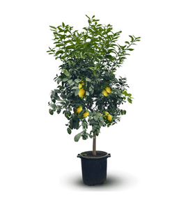 Citronnier limon - citrus limon - agrume méditerranéen - arbre fruitier - ↕ 170-190 cm - ⌀ 35 cm