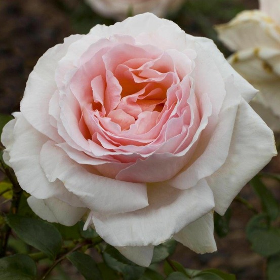 Rosier à grandes fleurs andre le notre® 'meiceppus' pot de 10 l - 1/2 tige