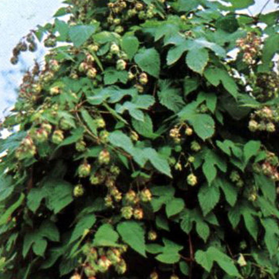 Houblon commun - humulus lupulus - 50-60 cm pot