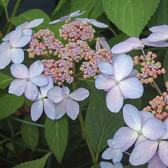 Hortensia 'tiara' pot de 2l/3l