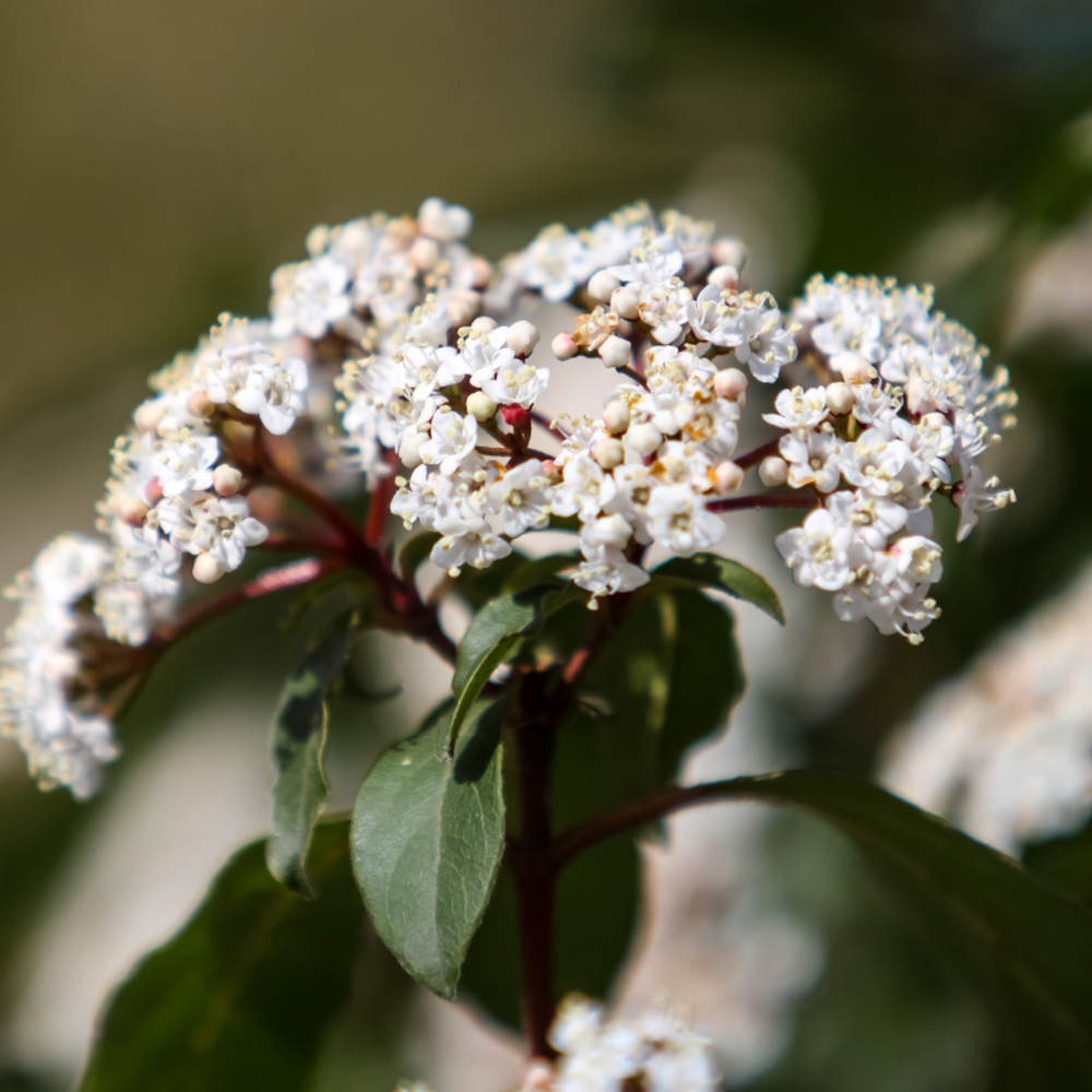 Viorne tin - viburnum tinus 30cm