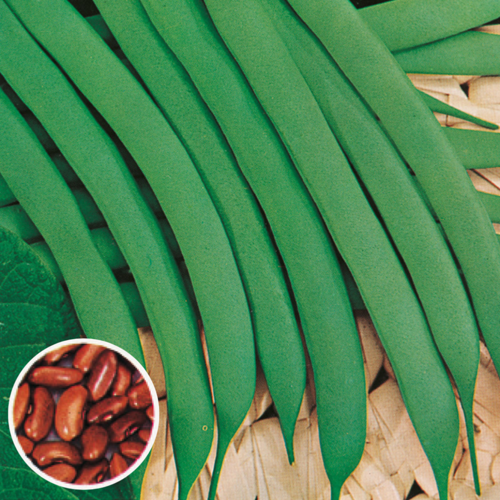 Haricot canadian wonder - 150 g