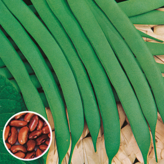 Haricot canadian wonder - 150 g