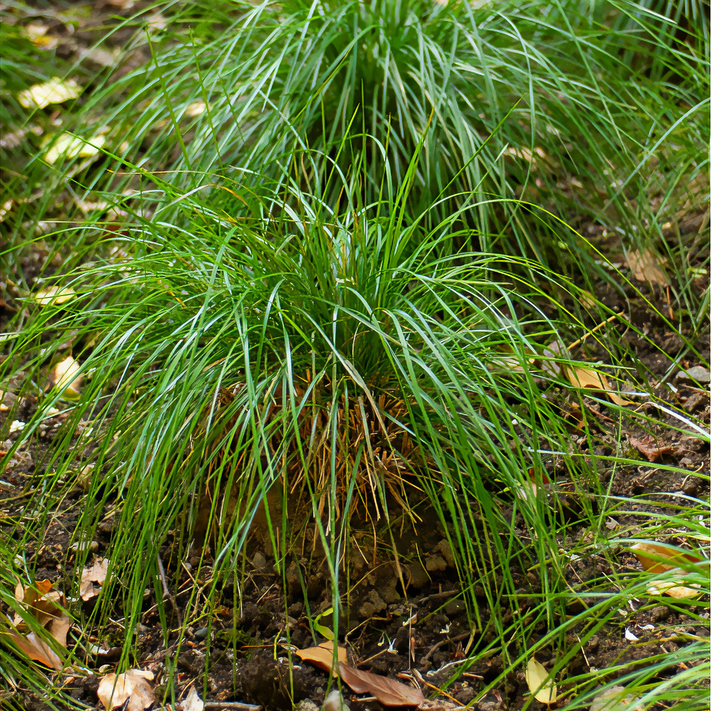Canche cespiteuse goldschleier - le pot / ø 9cm, vendu par lot de 4