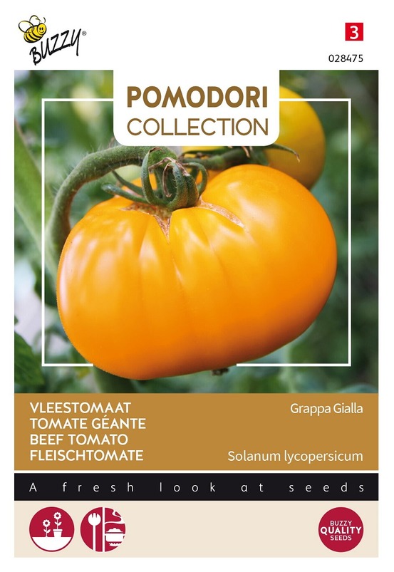 Buzzy pomodori, tomate géante grappa gialla - ca. 1,5 gr (livraison gratuite)