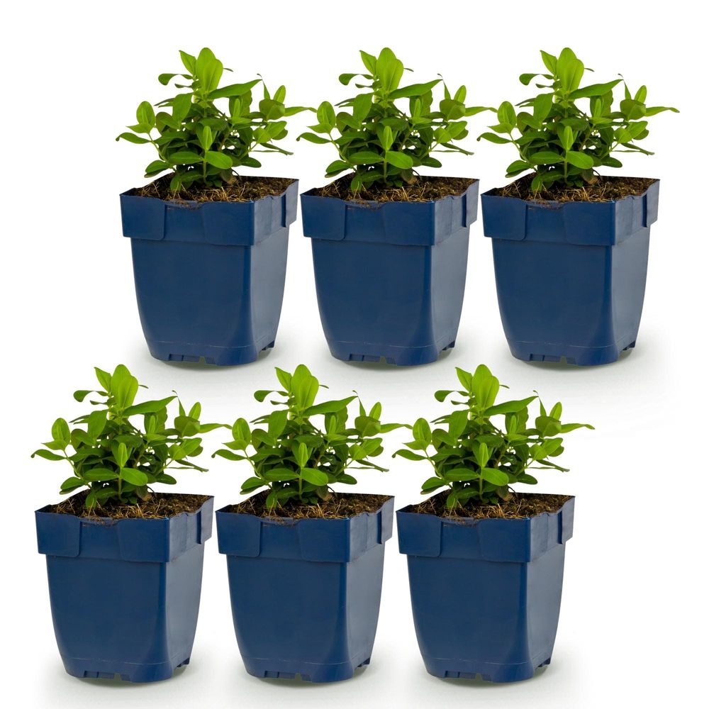 Millepertuis - lot de 6 - pot 11 cm - hauteur 25 cm - plante d'extérieur