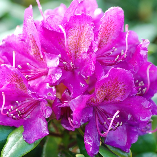 Rhododendron 'marcel menard' pot de 3l/4l