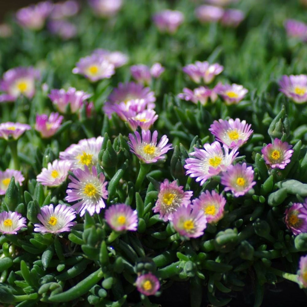 Delosperma jewel of desert rosequartz®, pourpier vivace lot de 9 godets