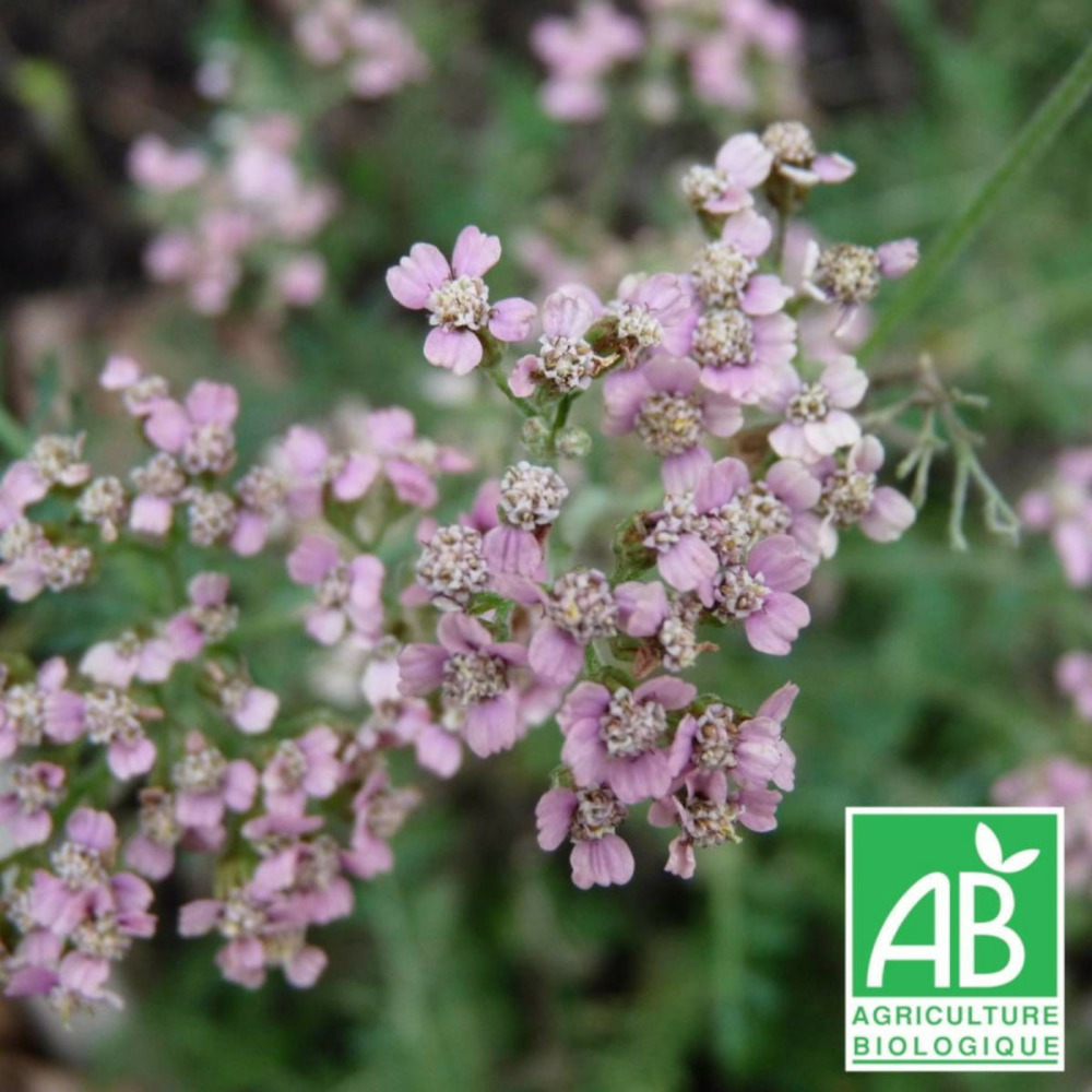 Achillée millefeuille rose madder - sans traitement godet - 5/20 cm