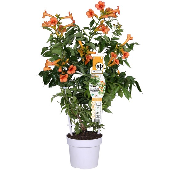 Campsis 'indian summer' une variante:campsis 'été indien' - ?70cm - ø19