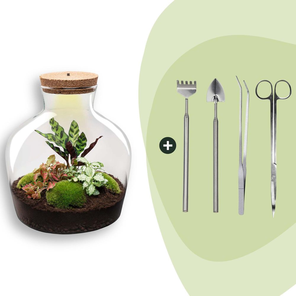 Terrarium à composer bouteille en verre recyclé - ø29-h30cm - avec kit 4 outils - calathea fittonia - terrarium diy