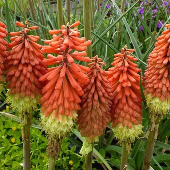 6 x tritoma 'royal castle' - kniphofia uvaria 'royal castle' - godet 9cm x 9cm