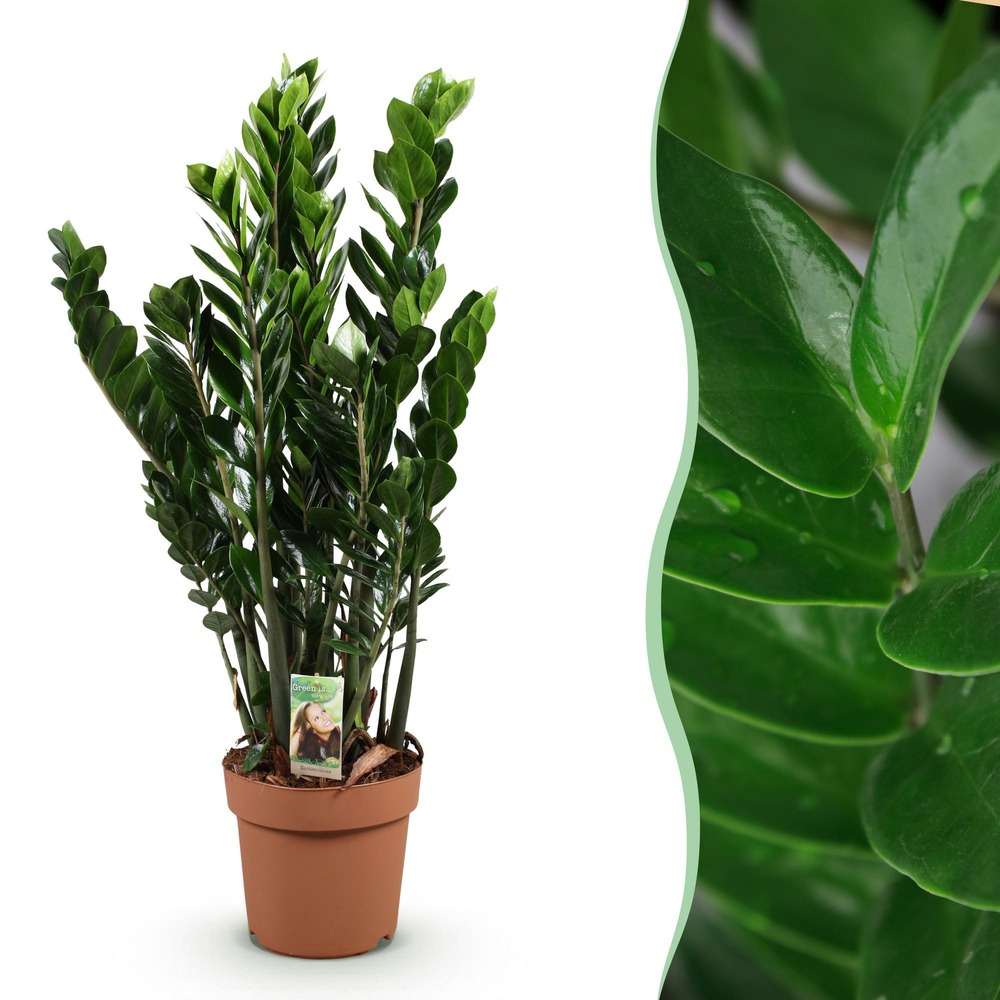 Zamioculcas – lot de 1 – pot 21 cm – hauteur 80-90 cm