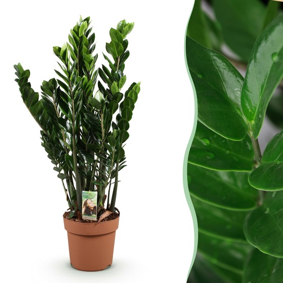 Zamioculcas – lot de 1 – pot 21 cm – hauteur 80-90 cm