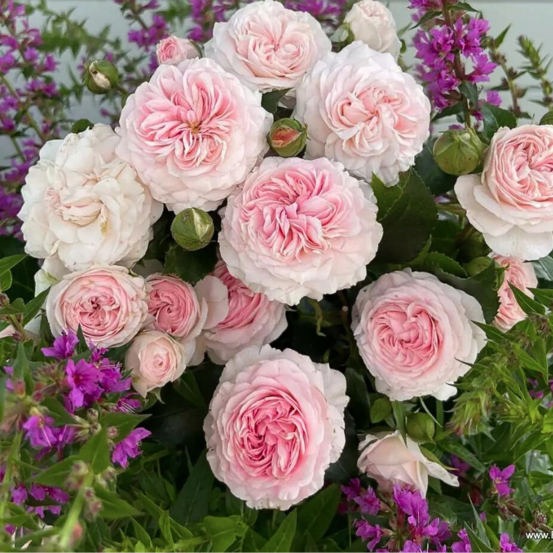 Petit rosier arbustif larissa pétale rose en pot 3l