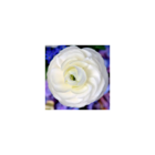Bulbe de renoncule blanc/ranunculus blanc[-]sachet de 10 bulbes