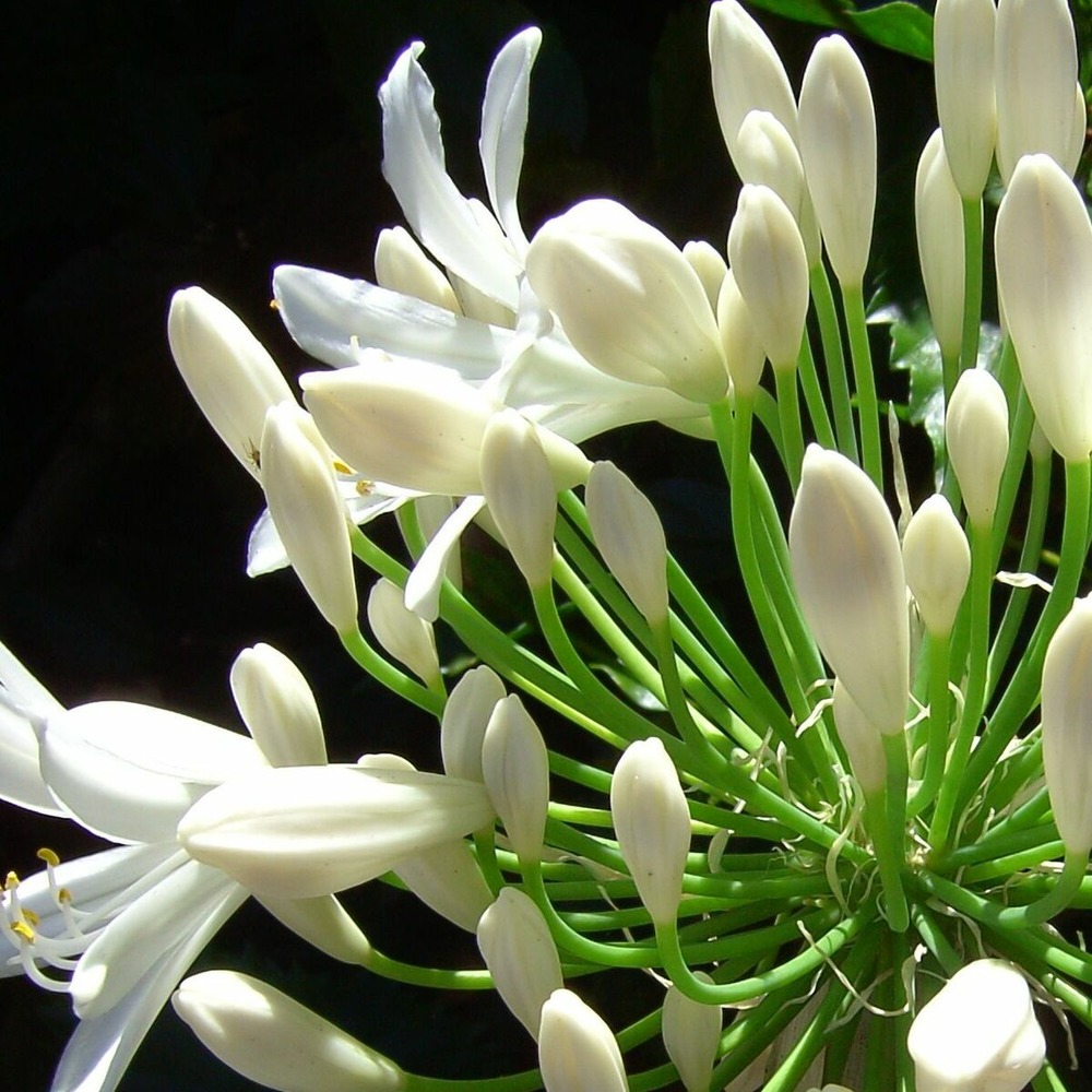 Agapanthe kilmurry white® pot de 3l - touffe