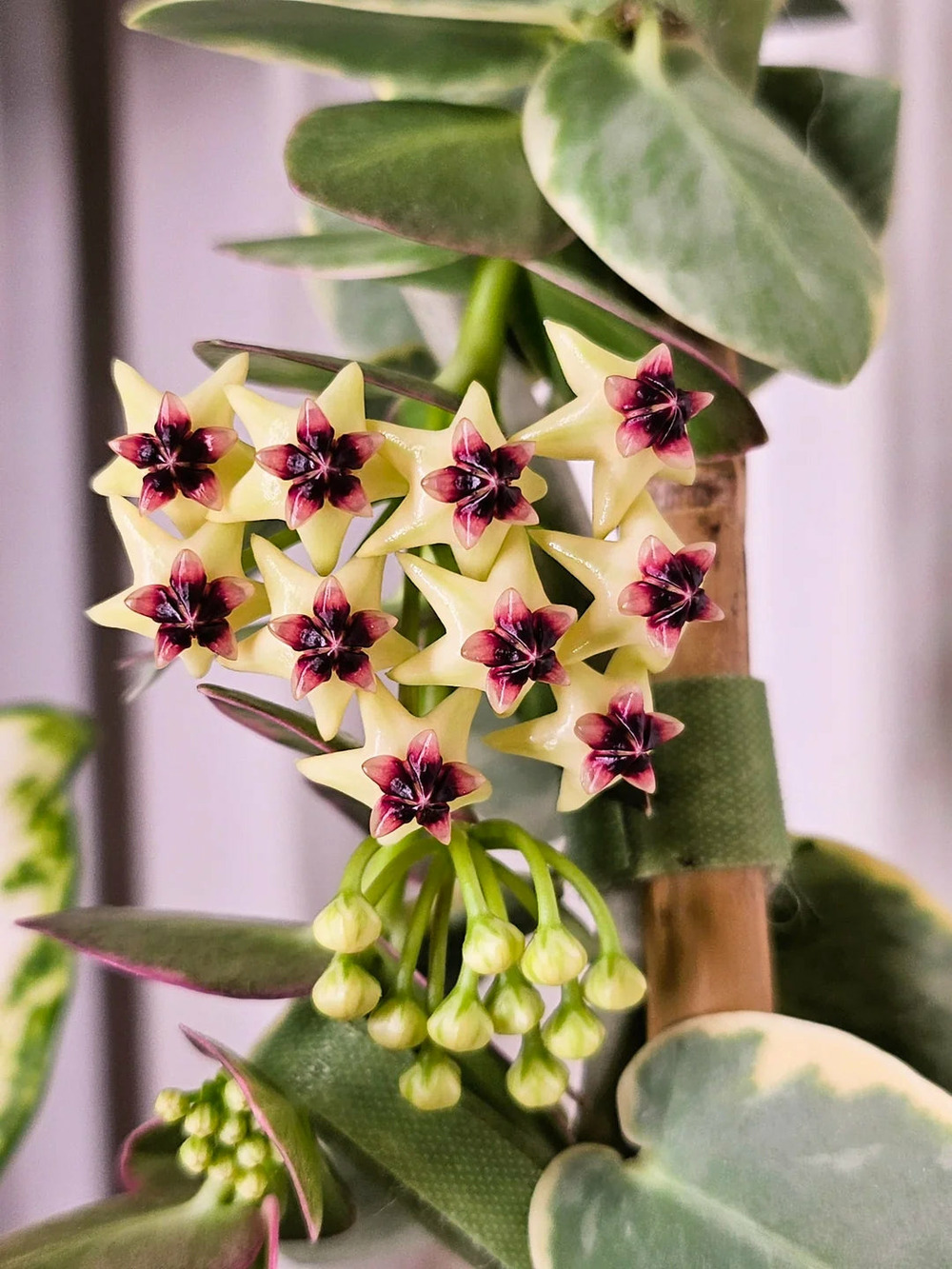 Hoya cumingiana albomarginata - pot de 6cm