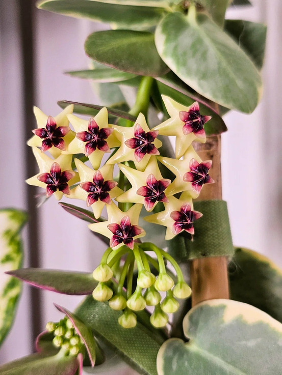 Hoya cumingiana albomarginata - pot de 6cm
