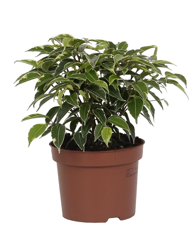 Plante d'intérieur - ficus benjamina 'kinky' 20.0cm
