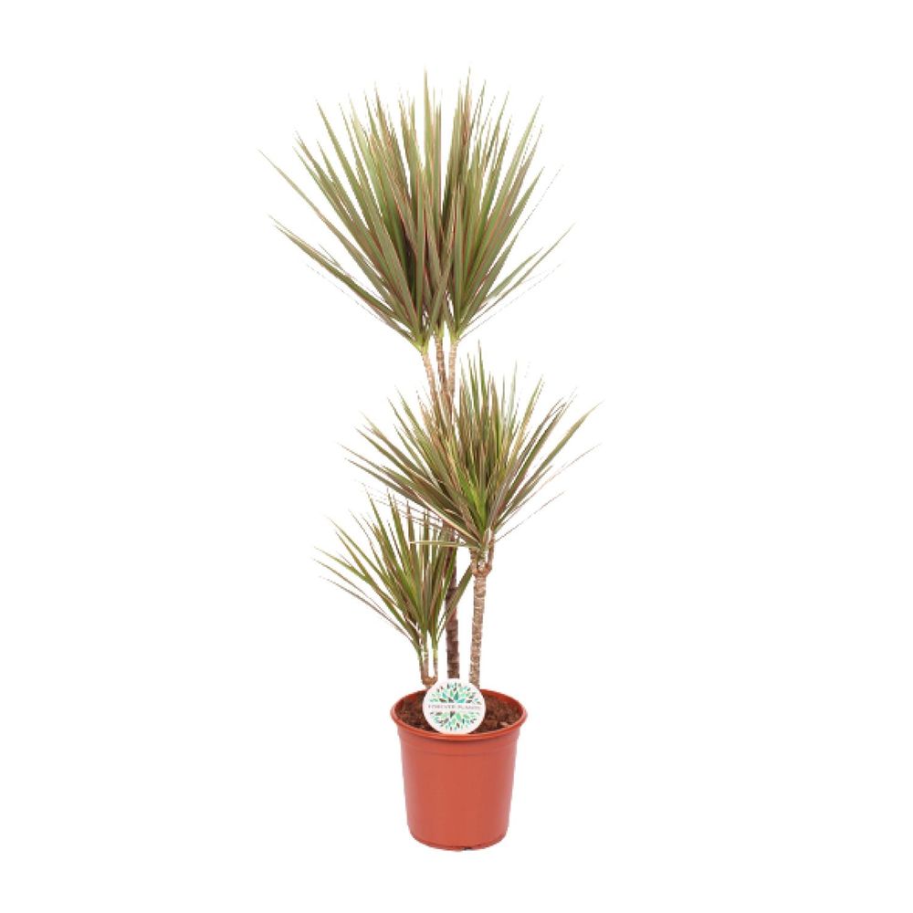 Dracaena bicolor - ø24cm - ↕115cm - plantes d'intérieur