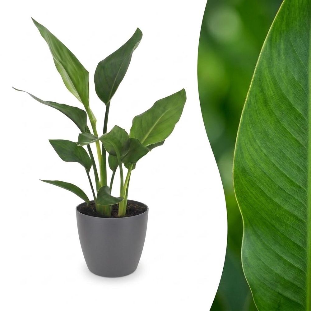 Strelitzia reginea - oiseau de paradis - pot de 12cm - plantes d'intérieur