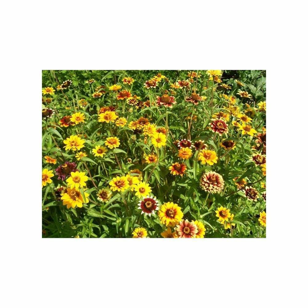Zinnia nain Tapissant du Mexique