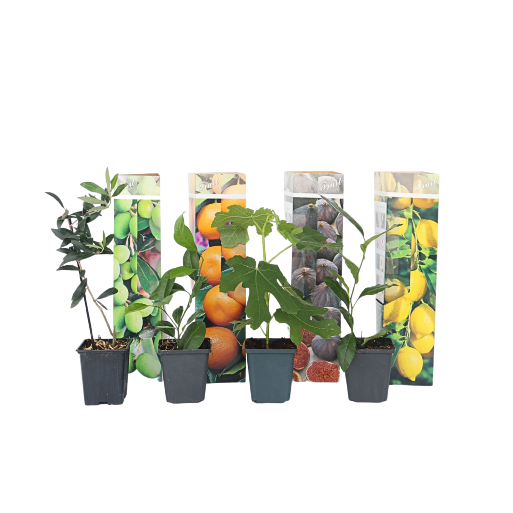 Mélange d'arbres fruitiers - set de 8 - hauteur 25-40cm - ⌀9cm