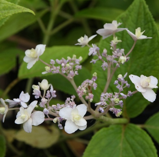 Hortensia nain 'yoraku tama' pot de 4l/5l