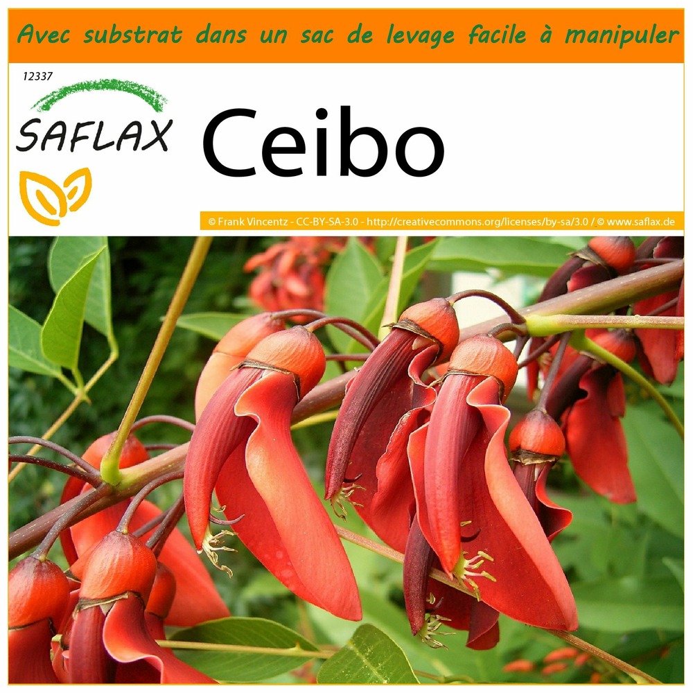 Garden in the bag - ceibo - 6 graines - erythrina crista-galli