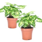 Syngonium 'pixie' - set de 2 - plante fléchée - pot 12cm - hauteur 25-40cm
