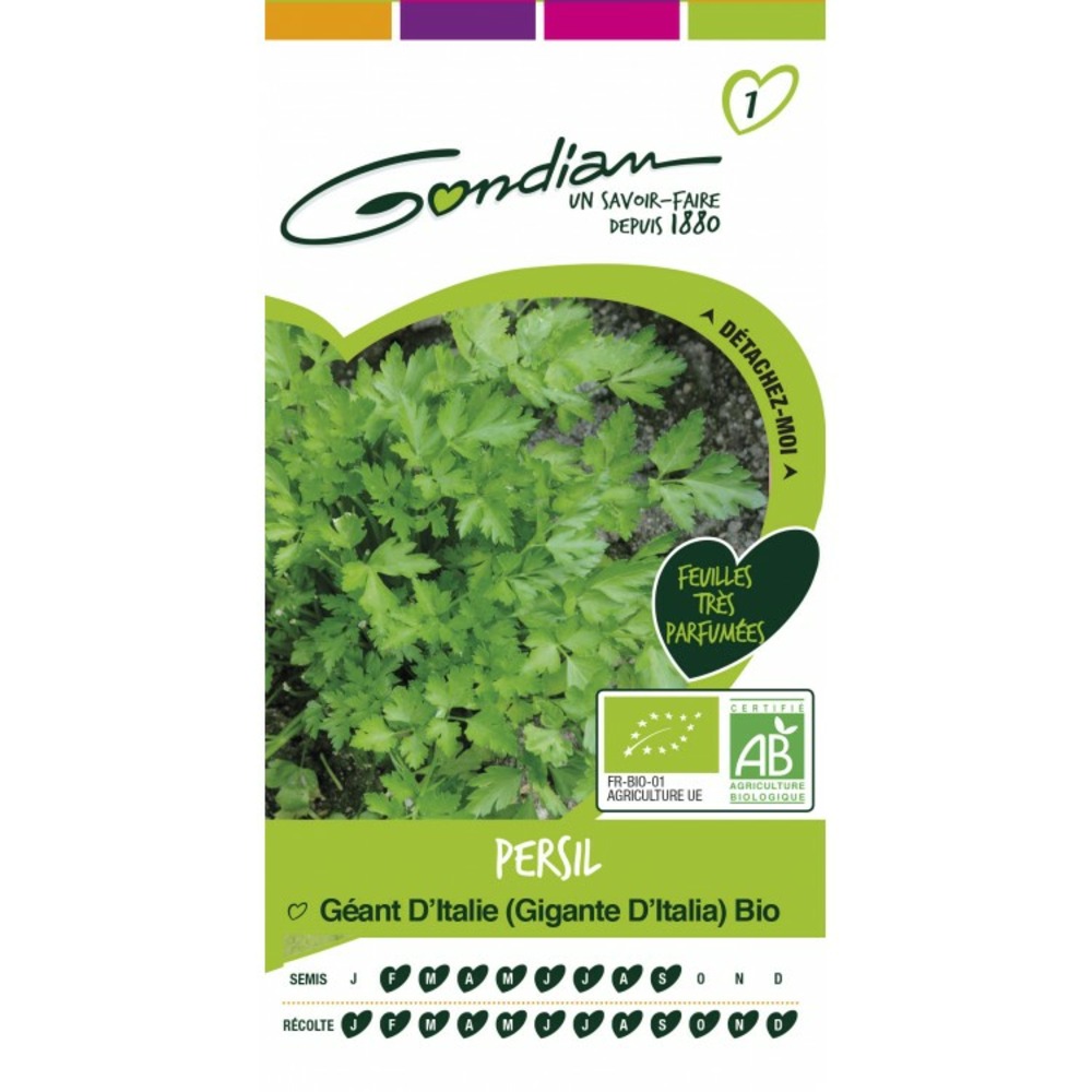 Persil geant d'italie bio