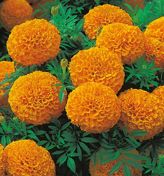 Rose d'inde orange - 0.3 g