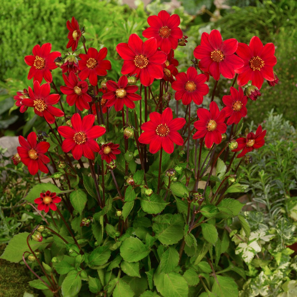 Dahlia nain simple 'topmix red' bulbe calibre i