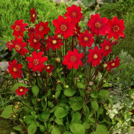 Dahlia nain simple 'topmix red' bulbe calibre i