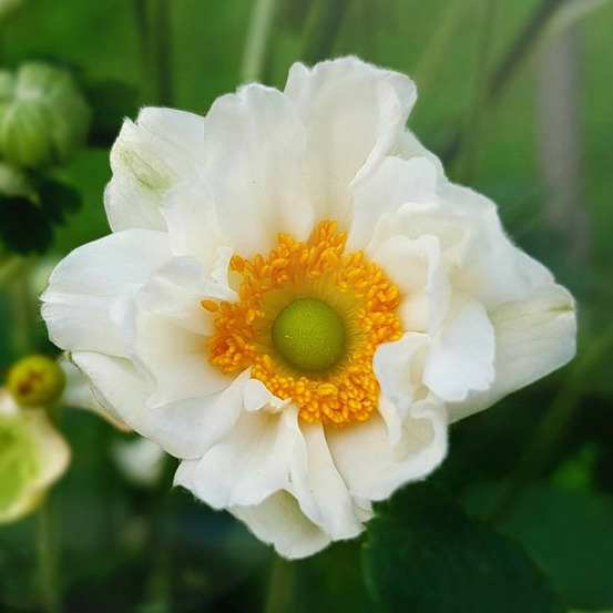 Anémone du japon whirlwind godet - 5/20 cm