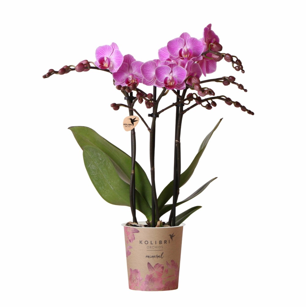 Orchidée rose - ø9cm - plante d'intérieur 45cm - plante d'intérieur