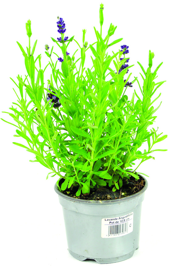 Lavande angustifolia pot 10,5 cm
