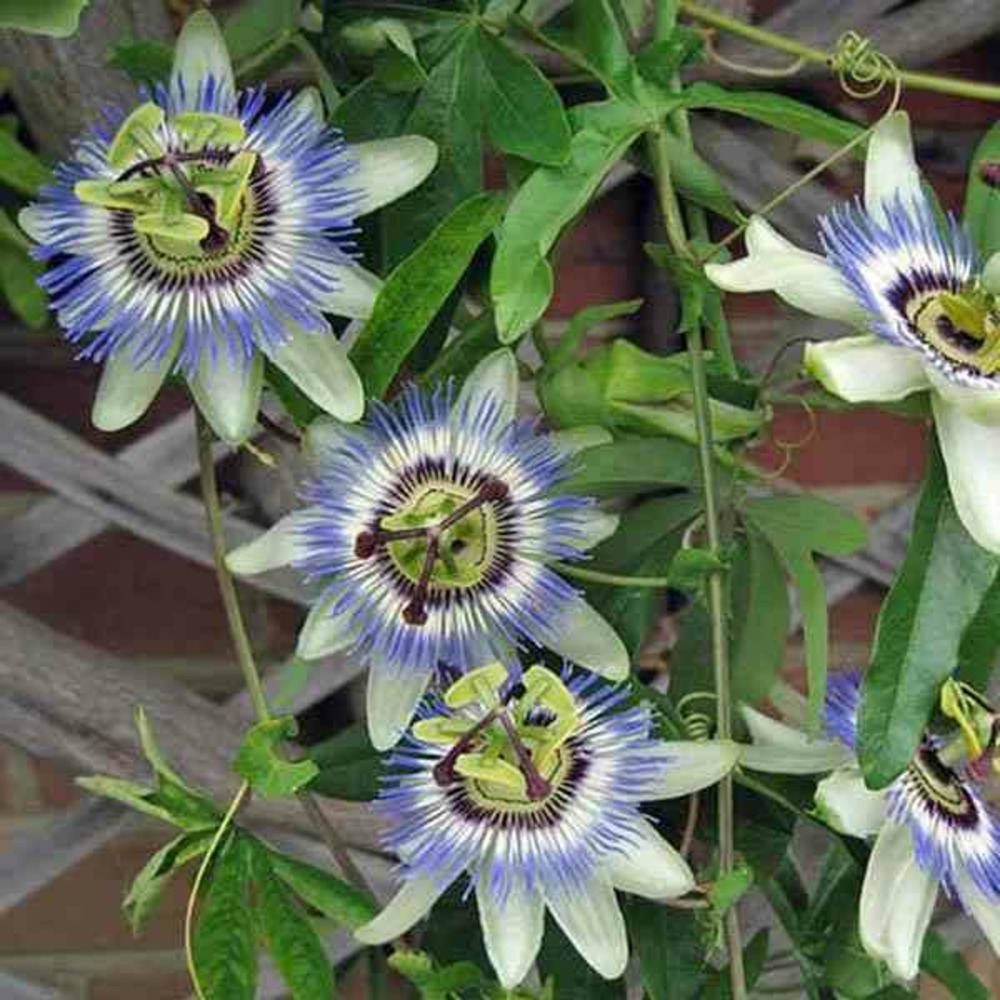 Passiflora caerulea (passiflore rustique) - pot de 5 litres ? 80/100 cm