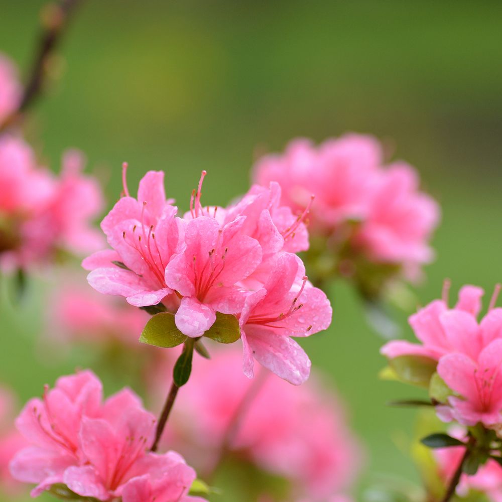 Azalée japonaise 'sylvester' pot de 4l/5l