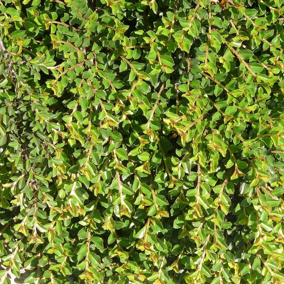 Cotonéaster rampant pot de 1,5l/2l