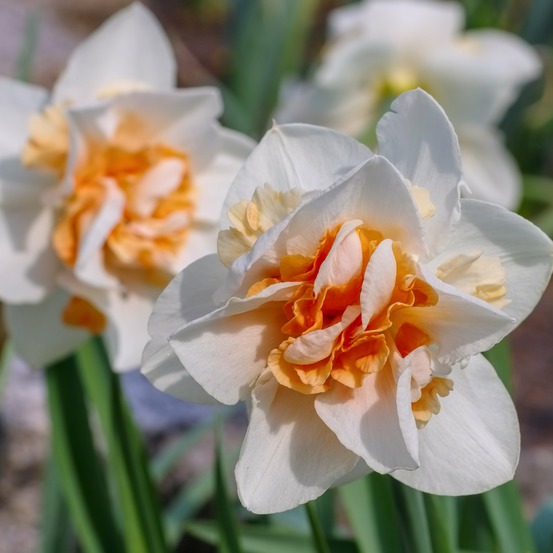 10 narcisses à fleurs doubles replete - le sachet de 10 bulbes / circonférence 12-14cm, vendu par lot de 6