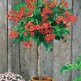 Bidounnes Rouges Bignone rouge sur tige - le pot / 3l / tige 60cm / hauteur livrée ...