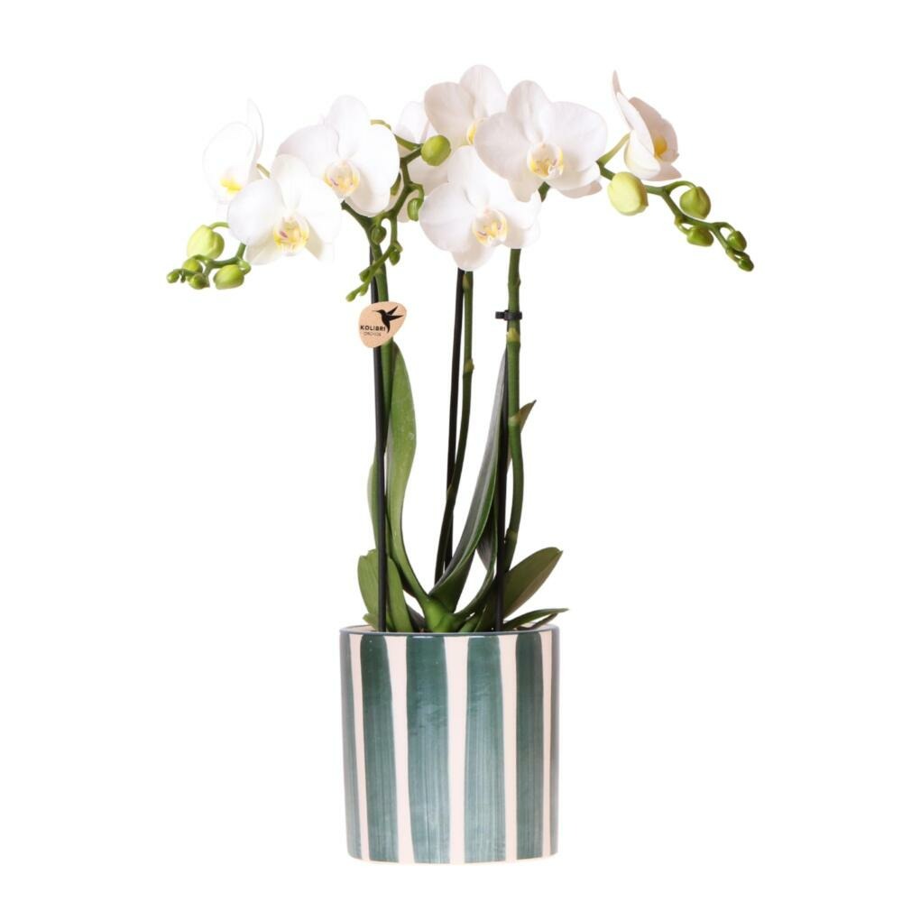 Kolibri orchids phalaenopsis blanc orchidée amabilis + painted stripe pot vert - taille du pot 9cm