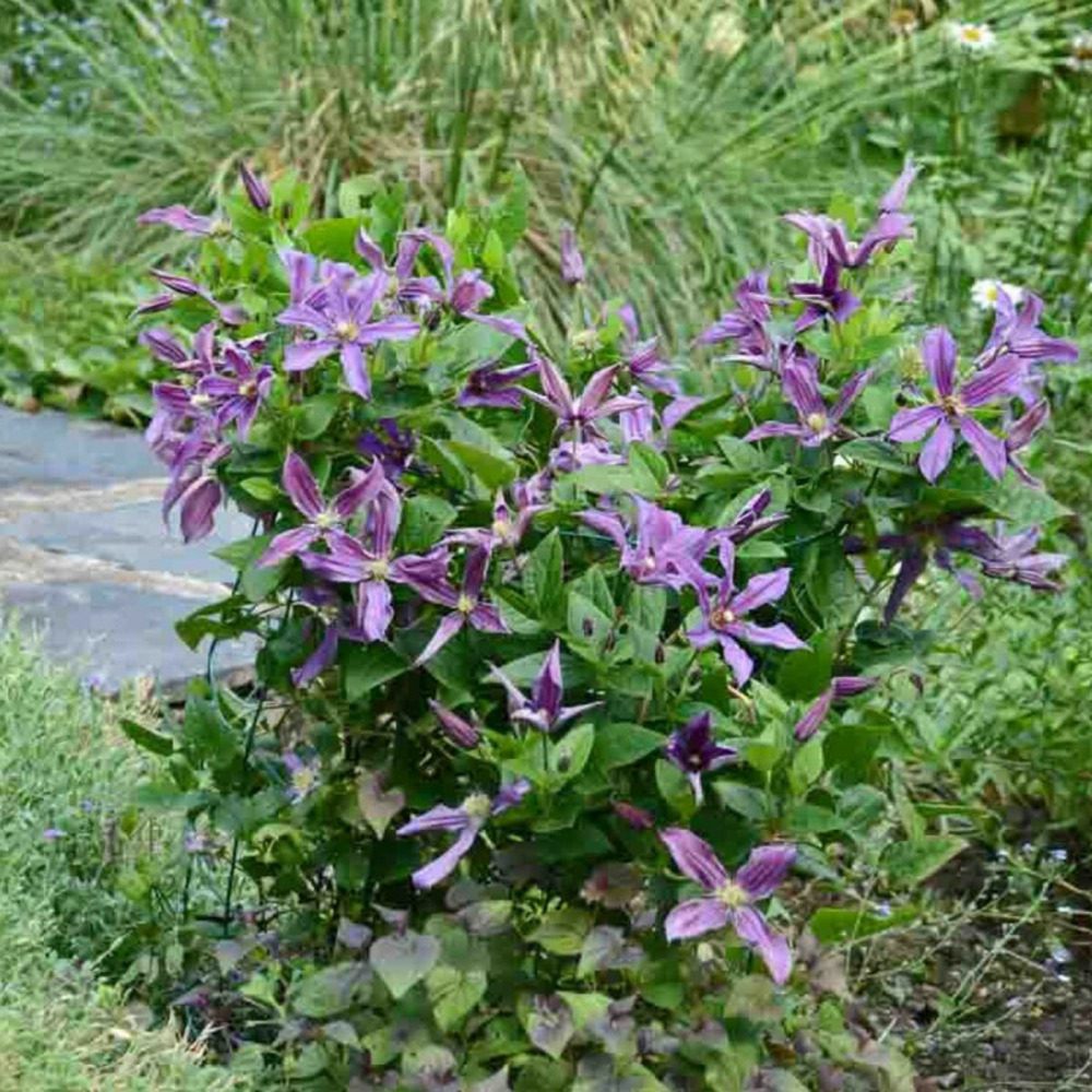 Clématite saphyra® estrella 'cleminov27' pot de 1,5l - tuteur bambou 30/60 cm